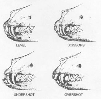 Canine Bites