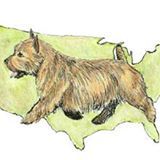 Norwich Terrier Club of America