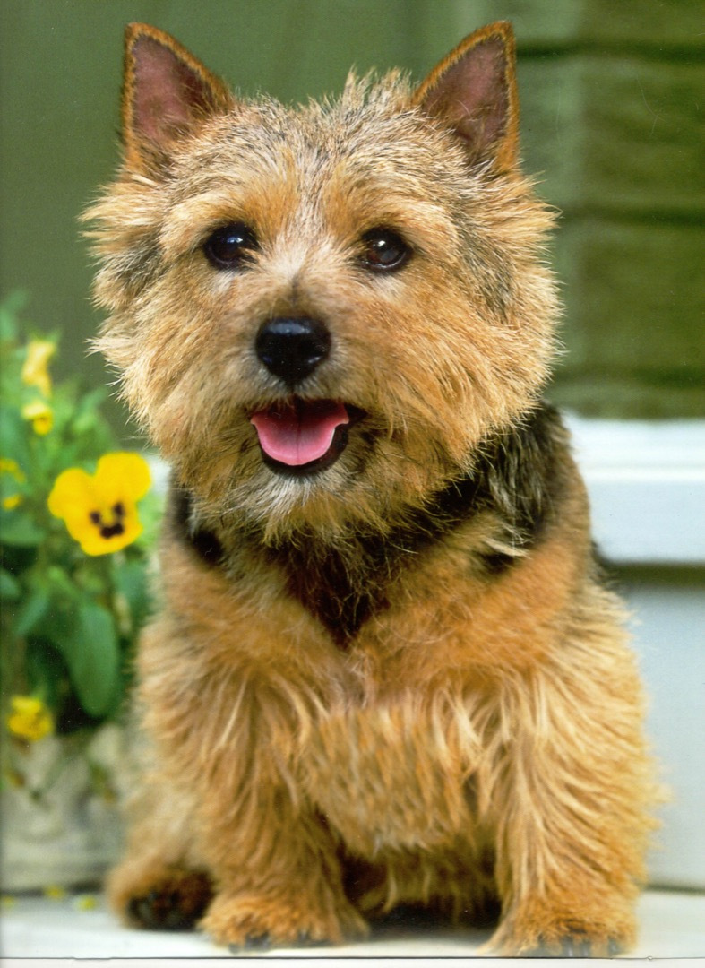 American Champion "RETTA"