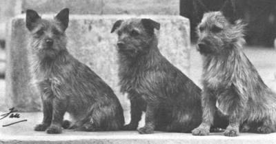 Ruffus the Red Knight Biffin of Beaufin - Neachey Orange 1932-