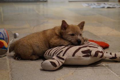 Red Puppy 