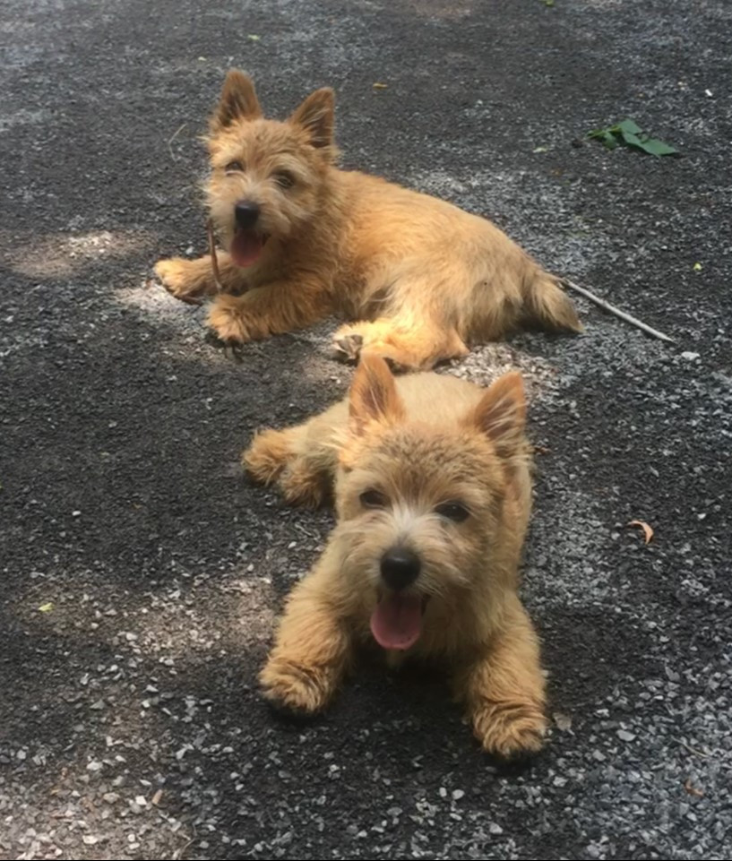 Wildgoose Puppies