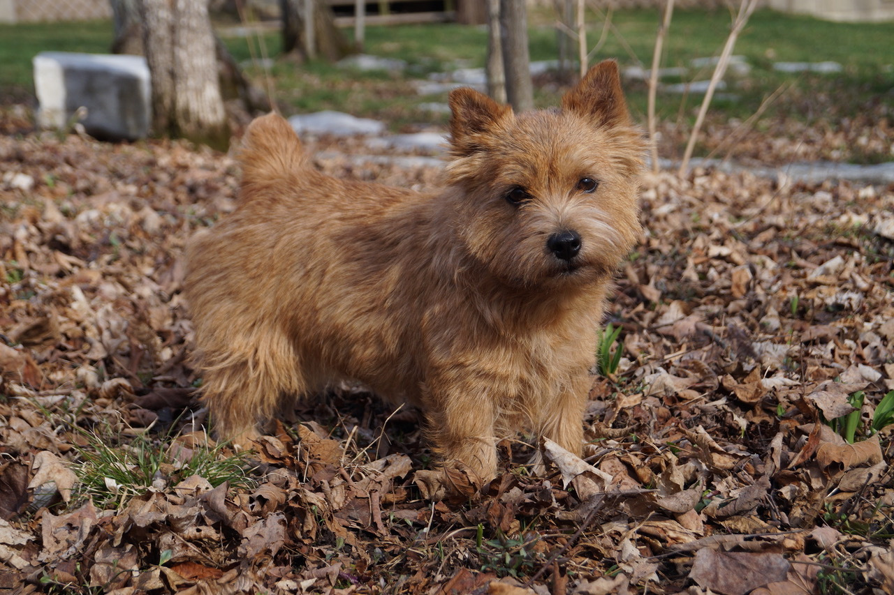 terrier puppies for sale in usa