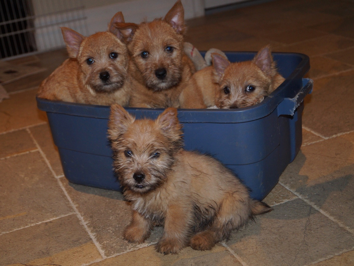 Red Puppies