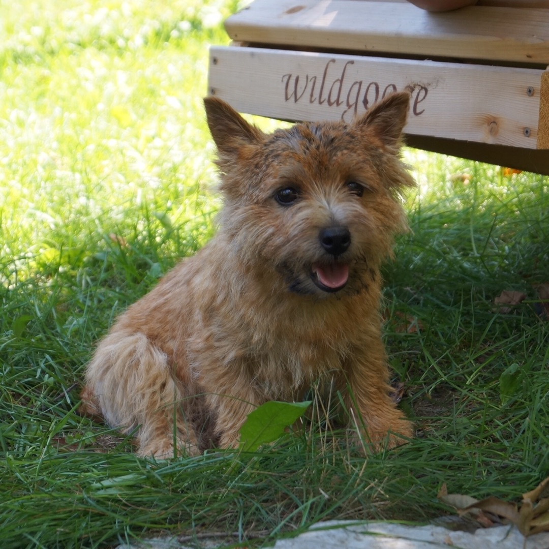 Can CH Wildgoose After Party